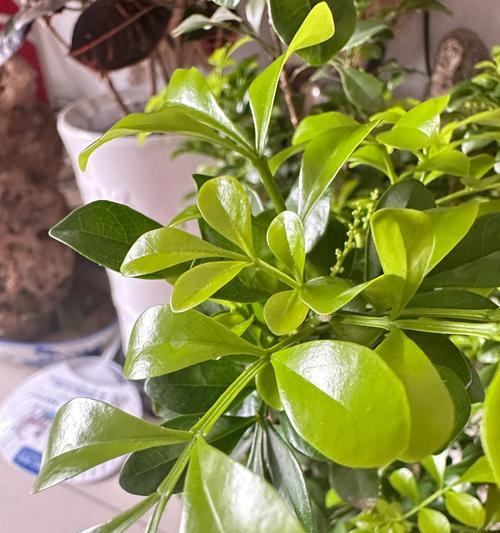 观花植物有哪些品种？如何选择最适合自己的观花植物？