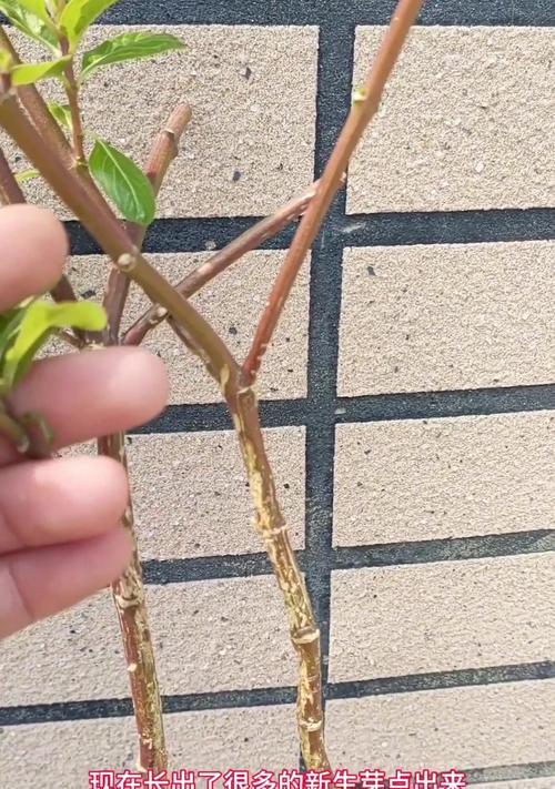 长春花修剪的最佳时机？
