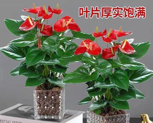 粉掌开花的条件是什么？如何促进粉掌开花？