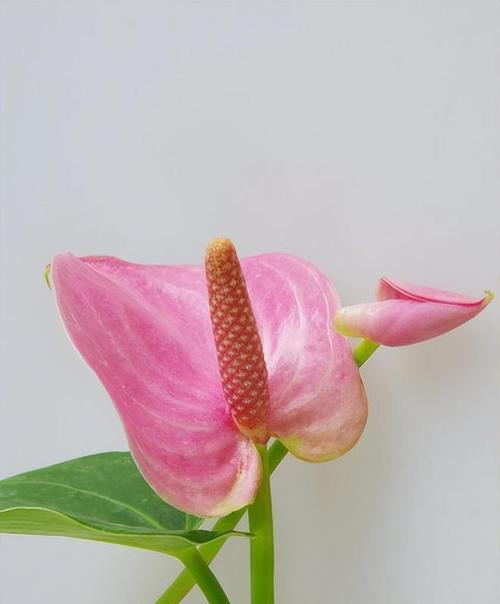粉掌开花的条件是什么？如何促进粉掌开花？