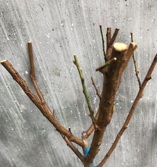 桃树盆栽怎么浇水？浇水的正确方法是什么？