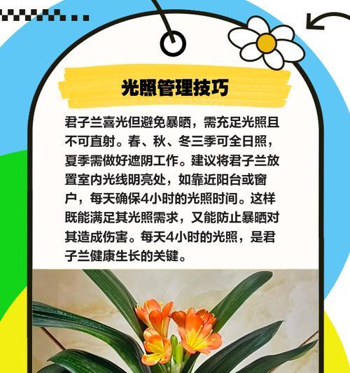 抹头君子兰的正确养护方式是什么？