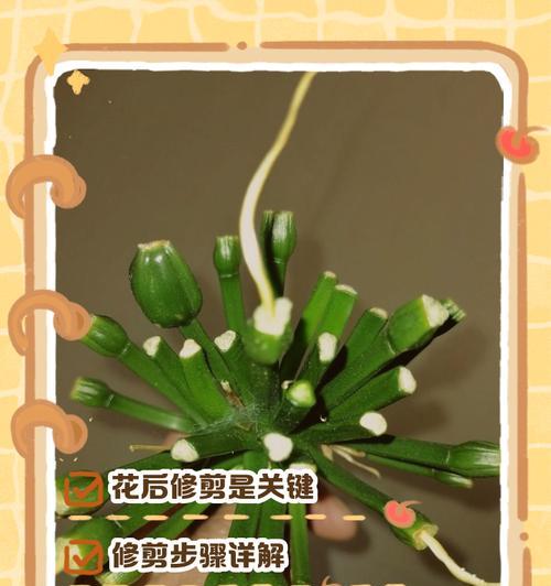 抹头君子兰的正确养护方式是什么？