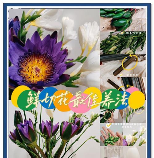 雏菊修剪的最佳时机是什么时候？