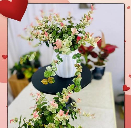 花叶络石变色的条件和养护技巧是什么？