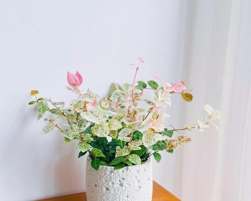 花叶络石变色的条件和养护技巧是什么？