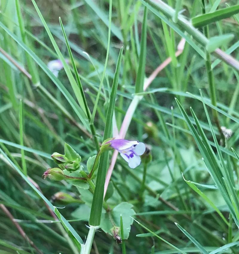 怎么种野花？野花的种植方法和注意事项？