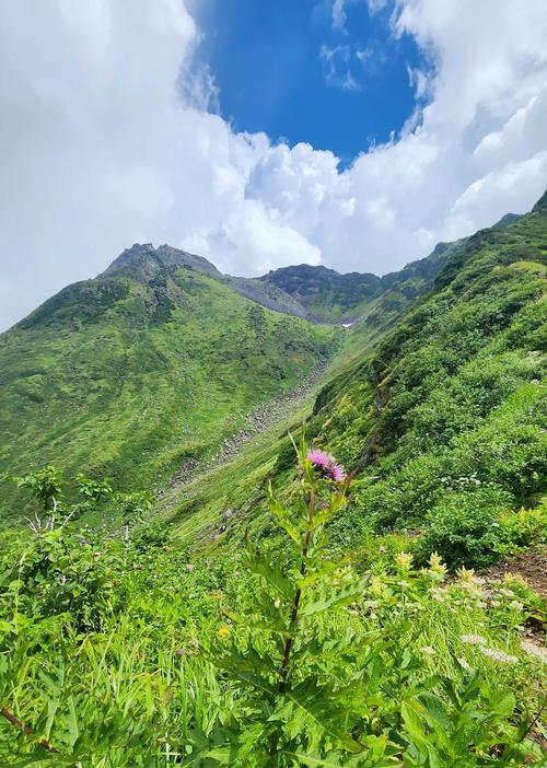 怎么种野花？野花的种植方法和注意事项？