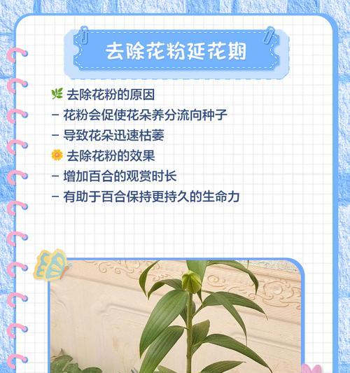 百合的培育方法和注意事项有哪些？