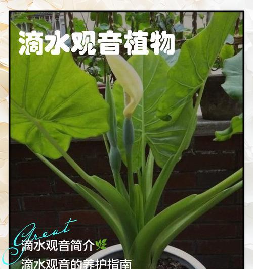 滴水观音叶子小如何解决？