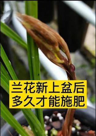新上盆兰花施肥的最佳时机和方法是什么？