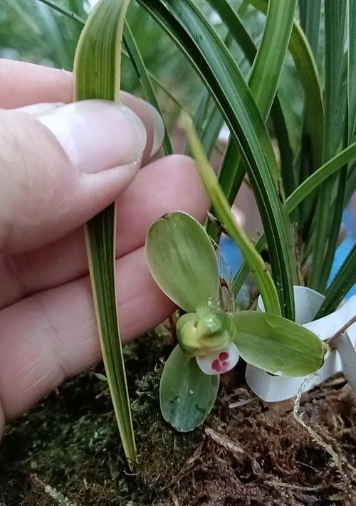 春兰花的养护技巧有哪些？怎样养出繁茂的春兰花？