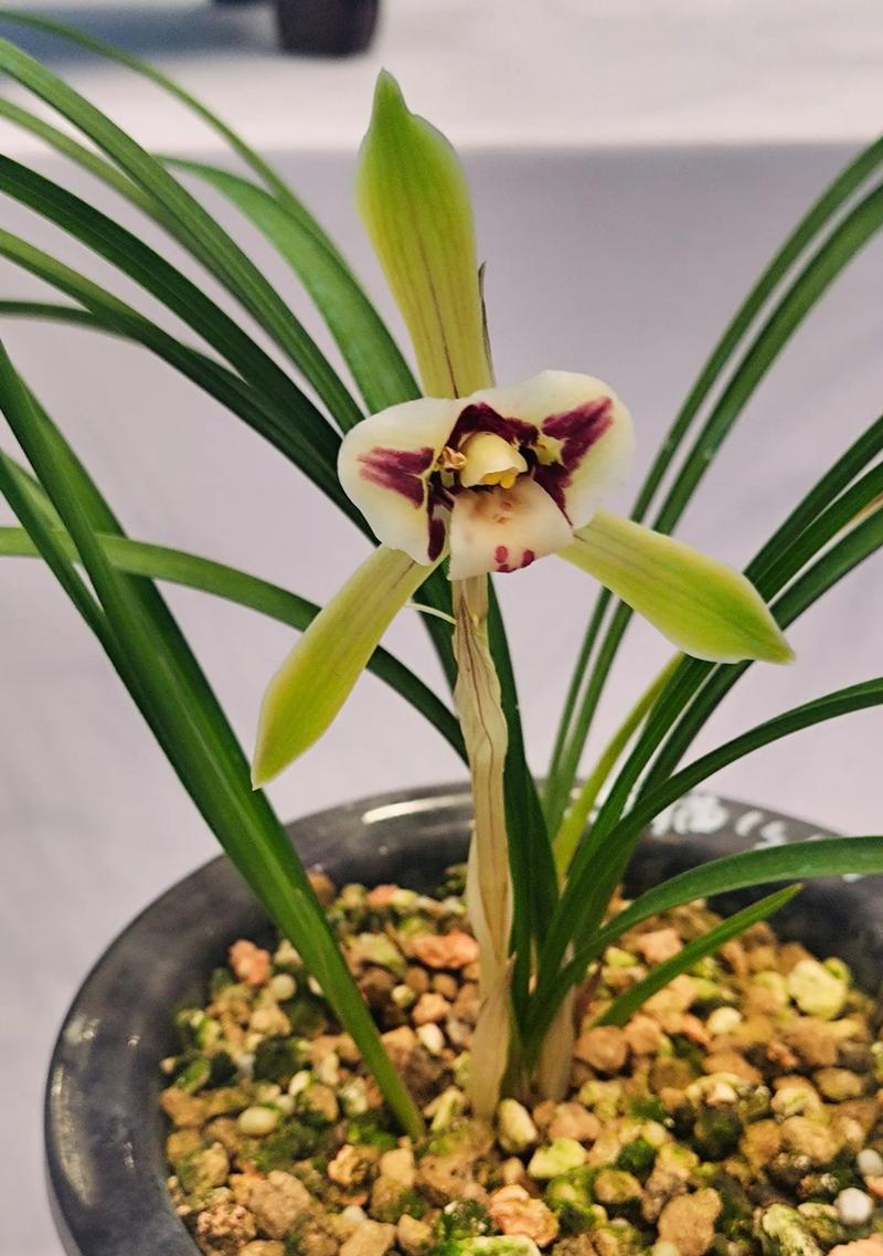 春兰花的养护技巧有哪些？怎样养出繁茂的春兰花？