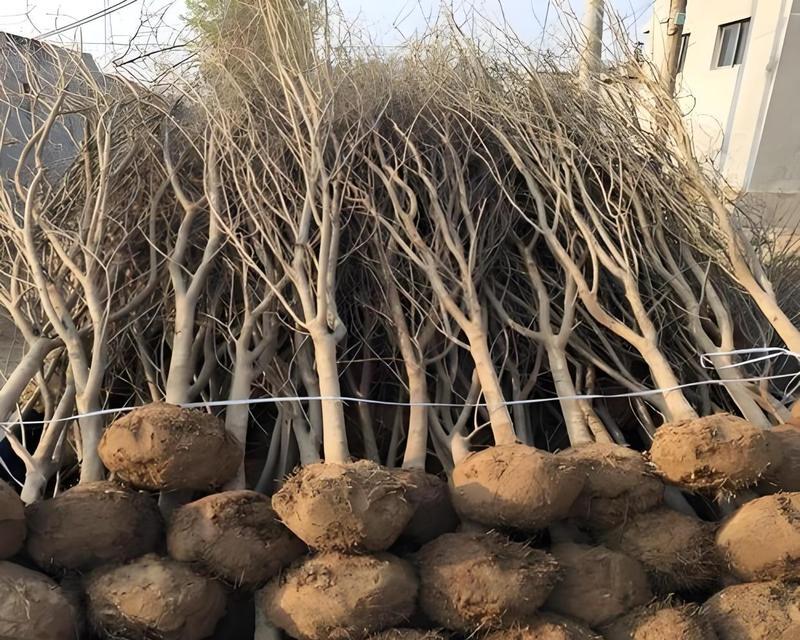 石榴树的种植和养护方法是什么？