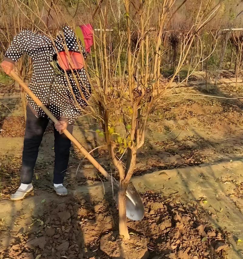 石榴树的种植和养护方法是什么？