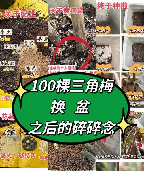 三角梅的养殖与繁殖方法是什么？三角梅如何快速繁殖？