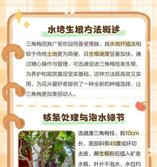三角梅的养殖与繁殖方法是什么？三角梅如何快速繁殖？