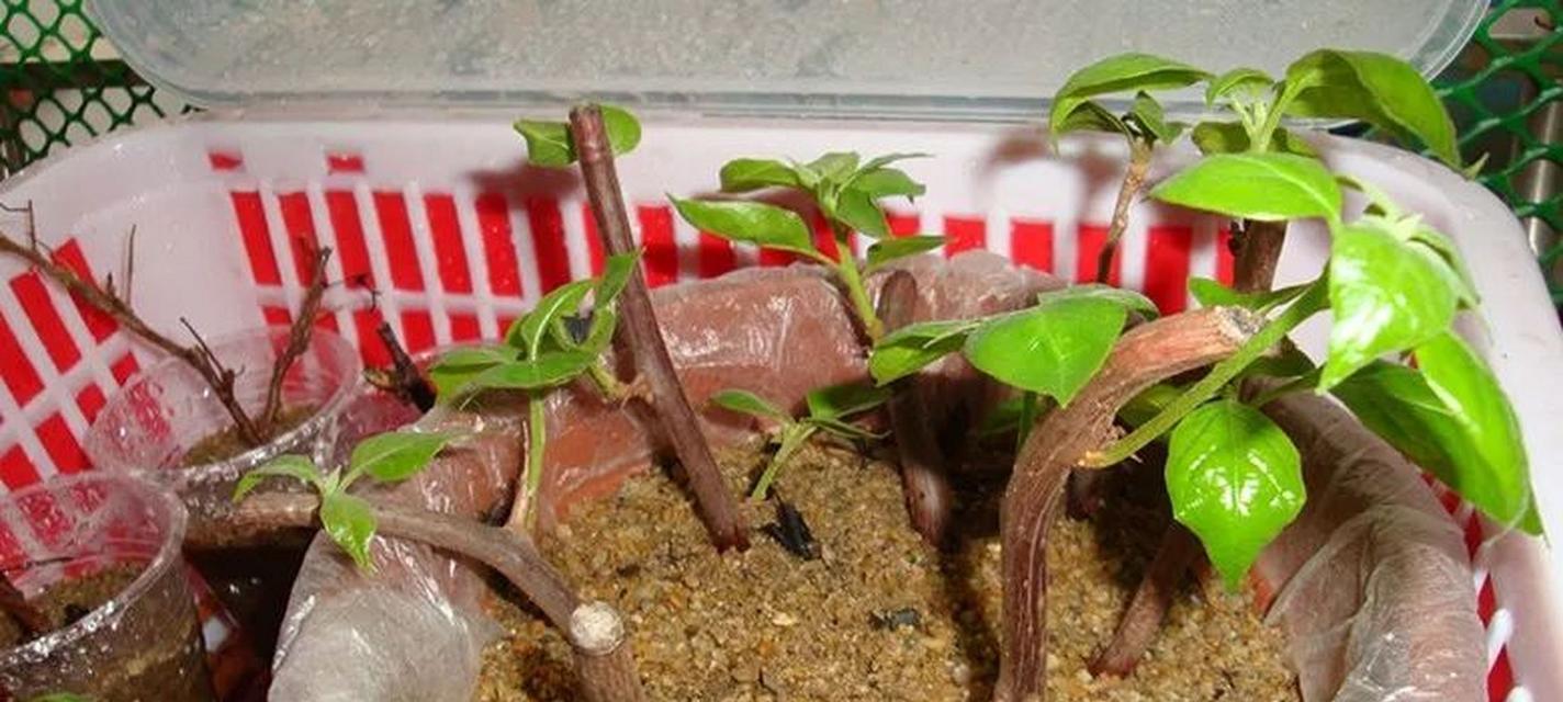 三角梅的养殖与繁殖方法是什么？三角梅如何快速繁殖？