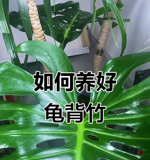 龟背竹施肥的正确方法是什么？哪种肥料最适合龟背竹？