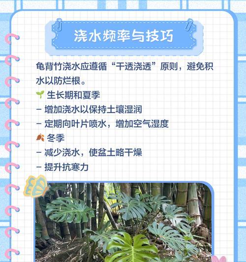 龟背竹施肥的正确方法是什么？哪种肥料最适合龟背竹？