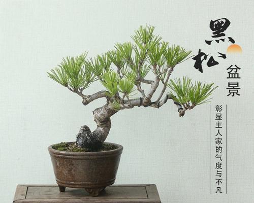 盆景造型的基本步骤是什么？