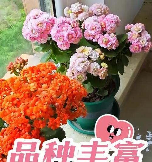 长寿花稀有品种有哪些？如何挑选？