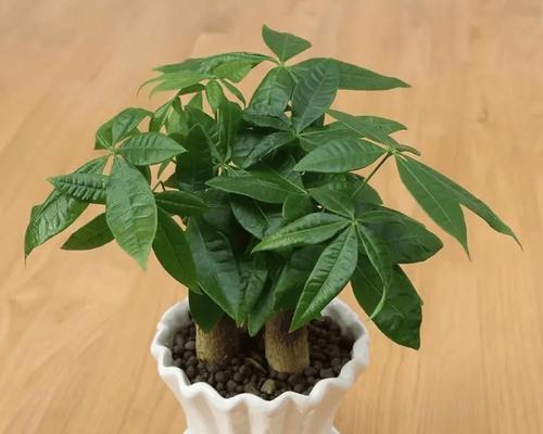 大花盆适合种植哪些类型的花卉？