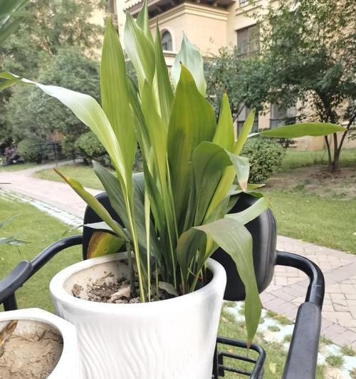 大花盆适合种植哪些类型的花卉？