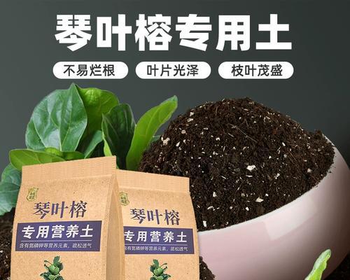 琴叶榕施肥方法是什么？如何正确施肥？