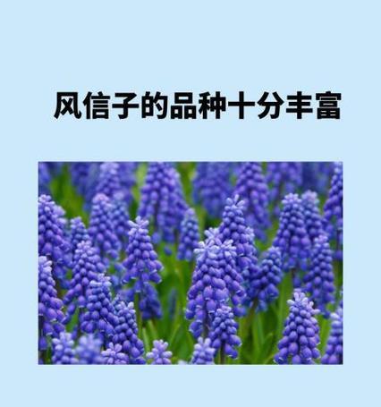 风信子品种有哪些？如何选择适合的风信子品种？
