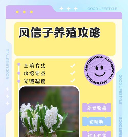 风信子品种有哪些？如何选择适合的风信子品种？