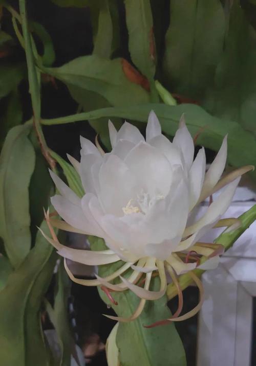 昙花养殖的秘诀和常见问题是什么？