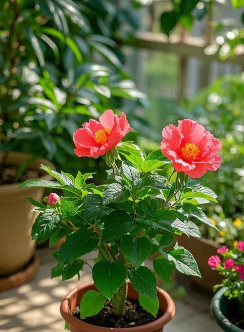牡丹花夏天怎么养？夏季牡丹花的养护要点是什么？