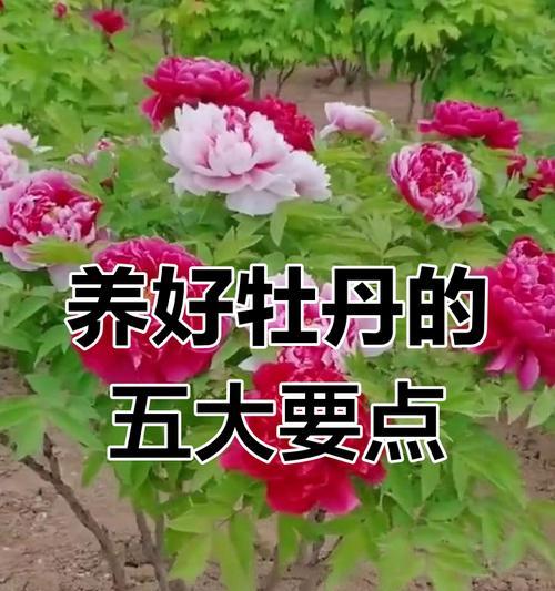 牡丹花夏天怎么养？夏季牡丹花的养护要点是什么？