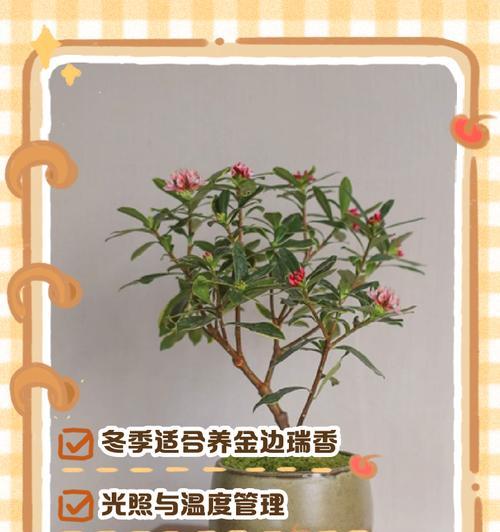 瑞香的修剪技巧是什么？瑞香修剪的常见问题有哪些？