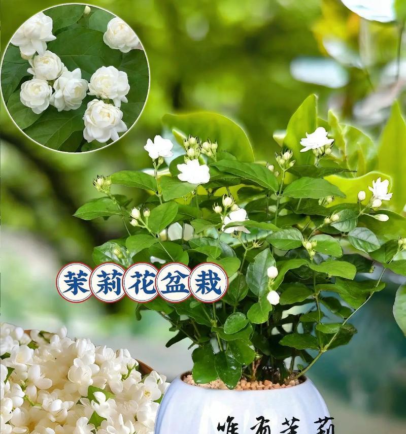 盆栽茉莉花的正确养护方法是什么？