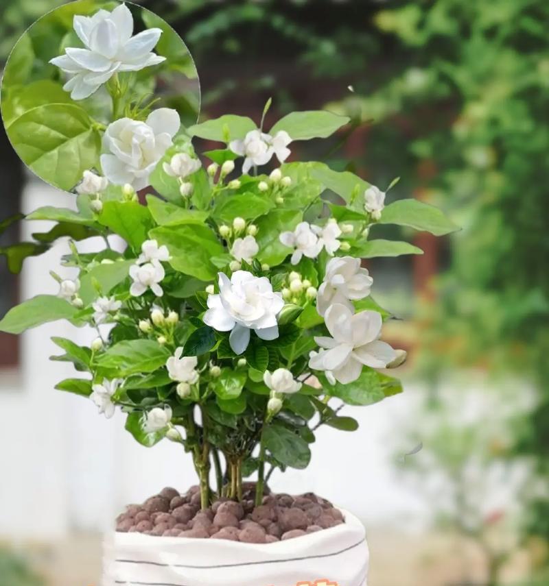 盆栽茉莉花的正确养护方法是什么？