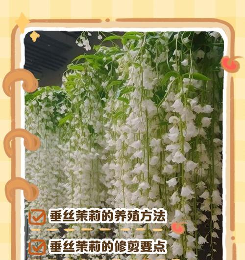 盆栽茉莉花的正确养护方法是什么？