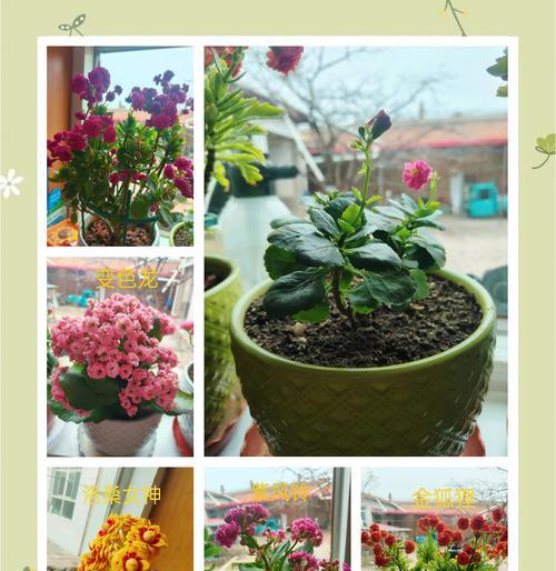 长寿花是什么？它的花语和养护方法是什么？