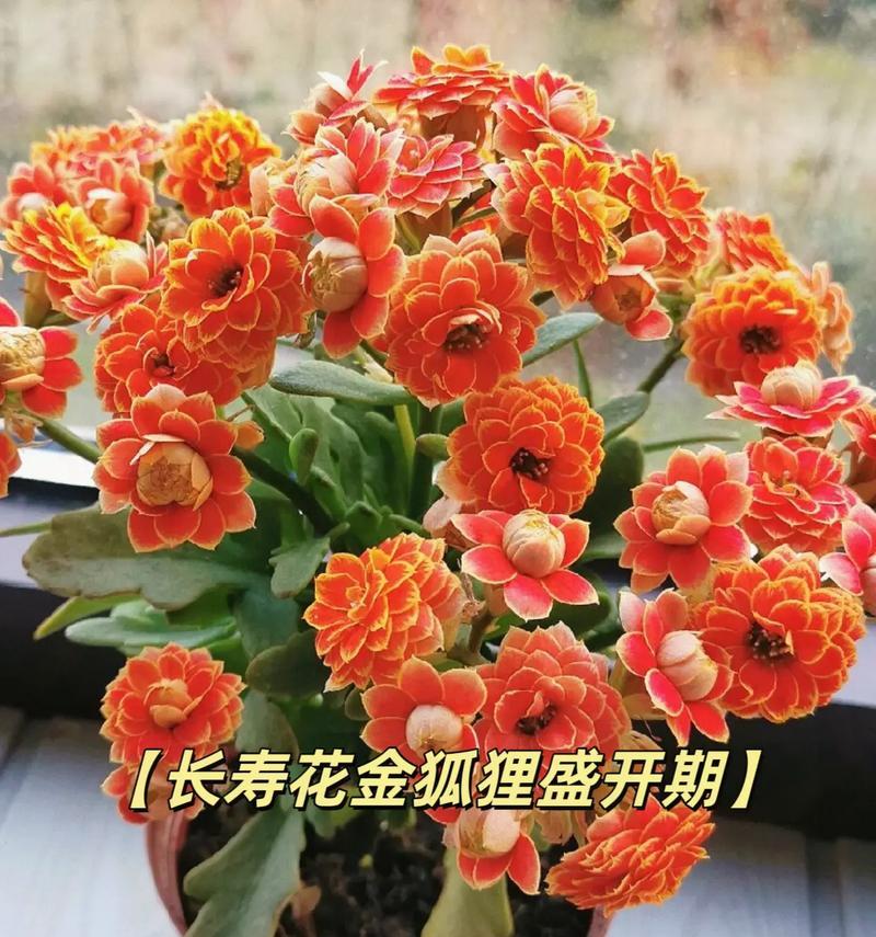 长寿花是什么？它的花语和养护方法是什么？