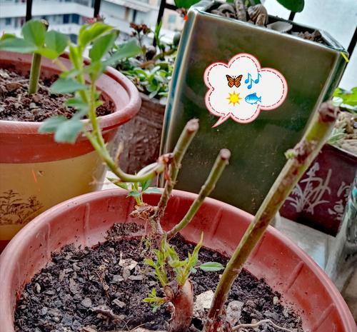 桂花上盆的正确步骤是什么？