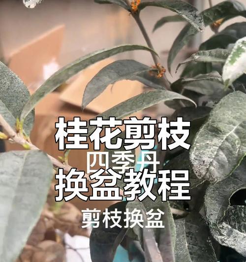 桂花上盆的正确步骤是什么？