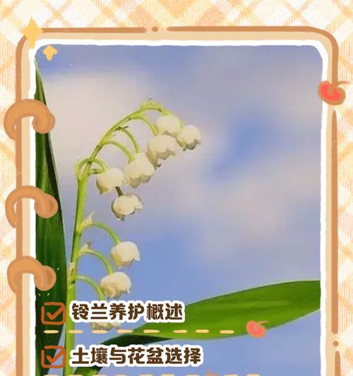 铃兰种植的秘诀是什么？如何保证铃兰的开花质量？