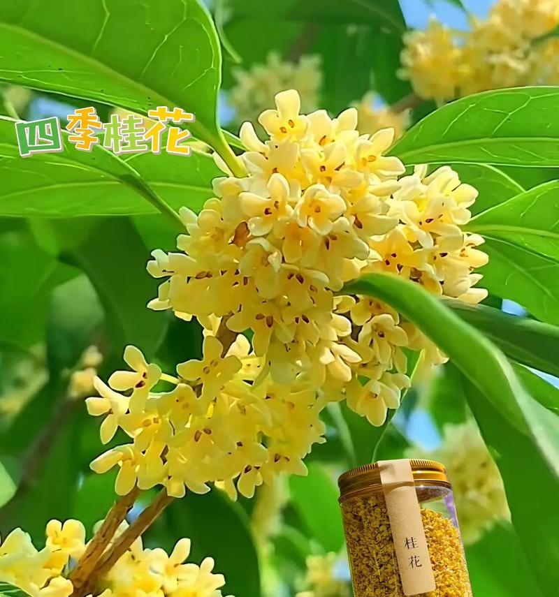 桂花通常在哪个季节盛开？