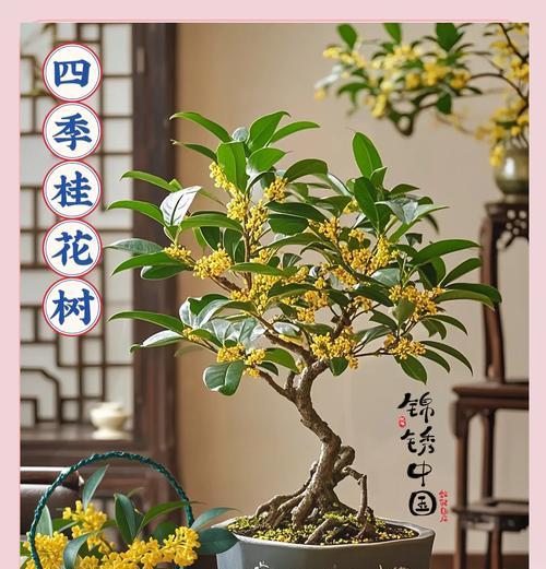 桂花通常在哪个季节盛开？