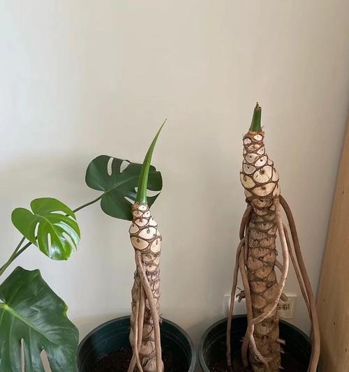 春羽繁殖的步骤和技巧？