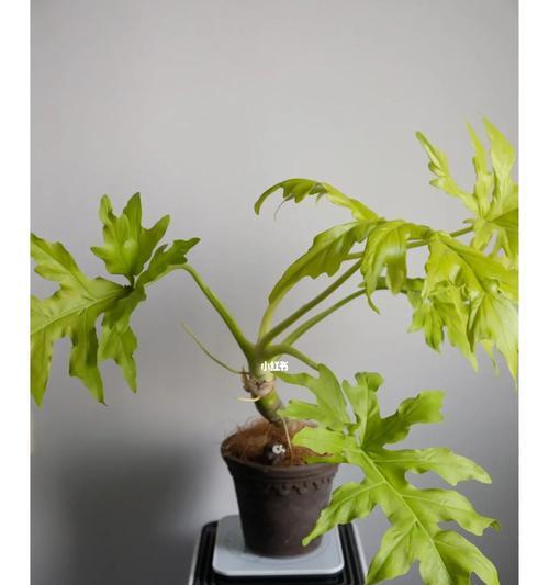 春羽繁殖的步骤和技巧？