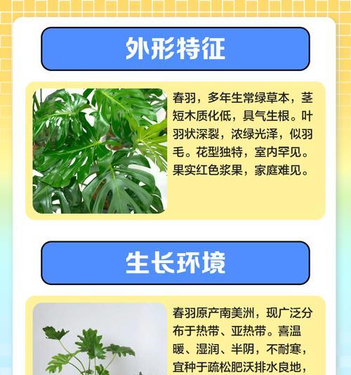 春羽繁殖的步骤和技巧？
