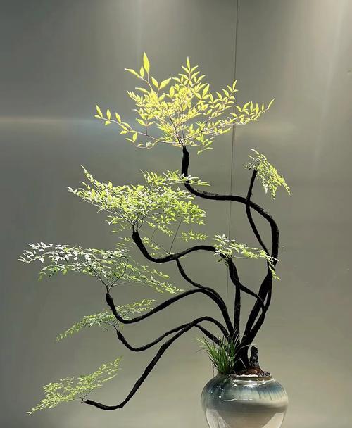 南天竹盆景的养护技巧是什么？