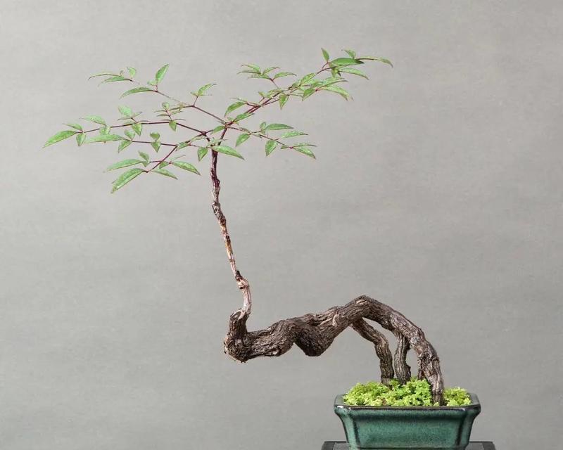 南天竹盆景的养护技巧是什么？